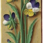 Pensée sauvage – Grandes Heures d'Anne de Bretagne, J. Bourdichon, f157v