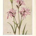Fleur de coucou - Les fleurs des prairies et des pâturages, 1914