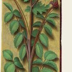 Petite pimprenelle – Grandes Heures d'Anne de Bretagne, J. Bourdichon, f229v
