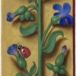Buglosse d'Italie – Grandes Heures d'Anne de Bretagne, J. Bourdichon, f89v