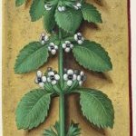 Mélisse – Grandes Heures d'Anne de Bretagne, J. Bourdichon, f151v