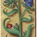 Buglosse officinale – Grandes Heures d'Anne de Bretagne, J. Bourdichon, f69r