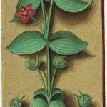 Mouron rouge – Grandes Heures d'Anne de Bretagne, J. Bourdichon, f176v