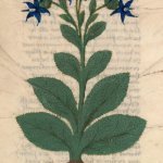 Bourrache - Livre des simples médecines, 1401-1500
