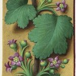 Cassis fleur – Grandes Heures d'Anne de Bretagne, J. Bourdichon, f152v