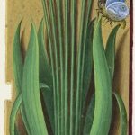 Plantain lancéolé – Grandes Heures d'Anne de Bretagne, J. Bourdichon, f225r