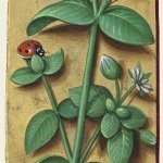 Stellaire – Grandes Heures d'Anne de Bretagne, J. Bourdichon, f142r