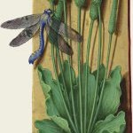 Grand plantain – Grandes Heures d'Anne de Bretagne, J. Bourdichon, f132r