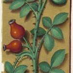 Eglantier fruit – Grandes Heures d'Anne de Bretagne, J. Bourdichon, f123r