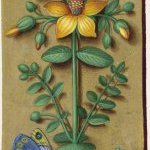 Millepertuis perforé – Grandes Heures d'Anne de Bretagne, J. Bourdichon, f59v