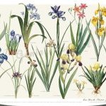 Affiche Les Iris de P. J. Redouté dans la série « Les liliacées »
