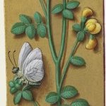 Lotier corniculé – Grandes Heures d'Anne de Bretagne, J. Bourdichon, f35v