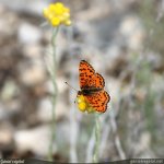 Papillon Nacré de la ronce (Brenthis daphne) sur une Immortelle (Helichrysum (...)