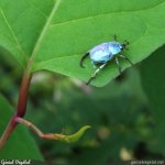 Reynoutria japonica - feuille et scarabée Hoplie bleue (Hoplia (...)