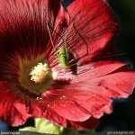 Alcea rosea - fleur, jeune sauterelle