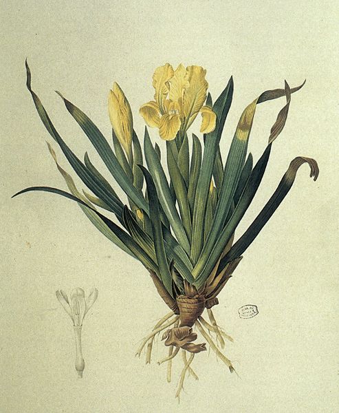 Iris lutescens Lamarck. Dessin extrait de Les Liliacées, Redouté (Pierre-Joseph), 1809 - © https://books.openedition.org/mnhn/1923