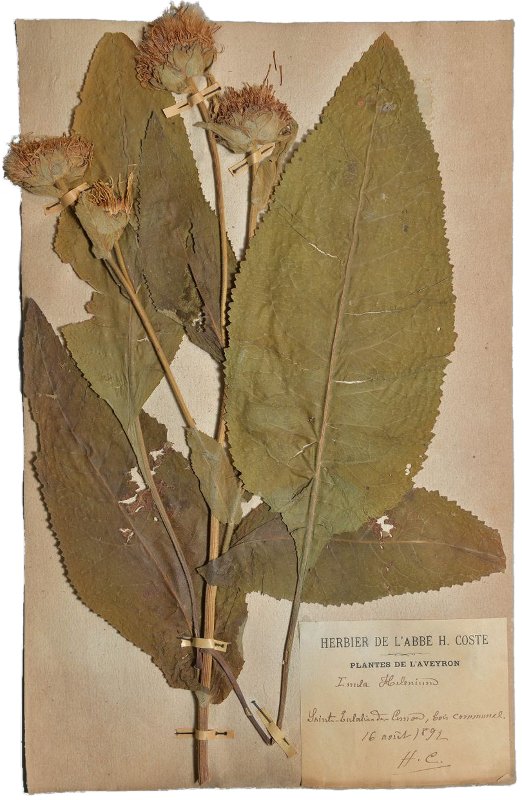 Planche de Grande aunée (Inula helenium) de l'herbier de l'abbé Coste - © COMUE-LRU