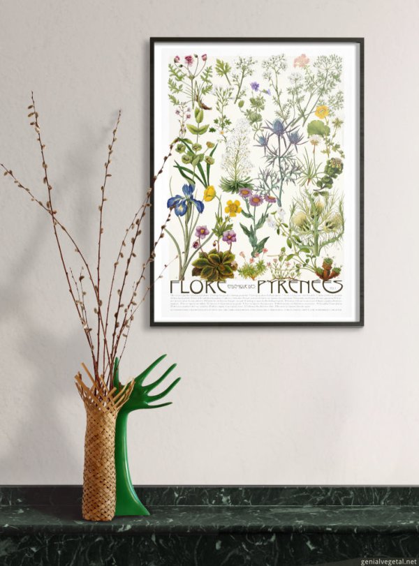 Affiche Flore endémique des Pyrénées - série 1 en situation